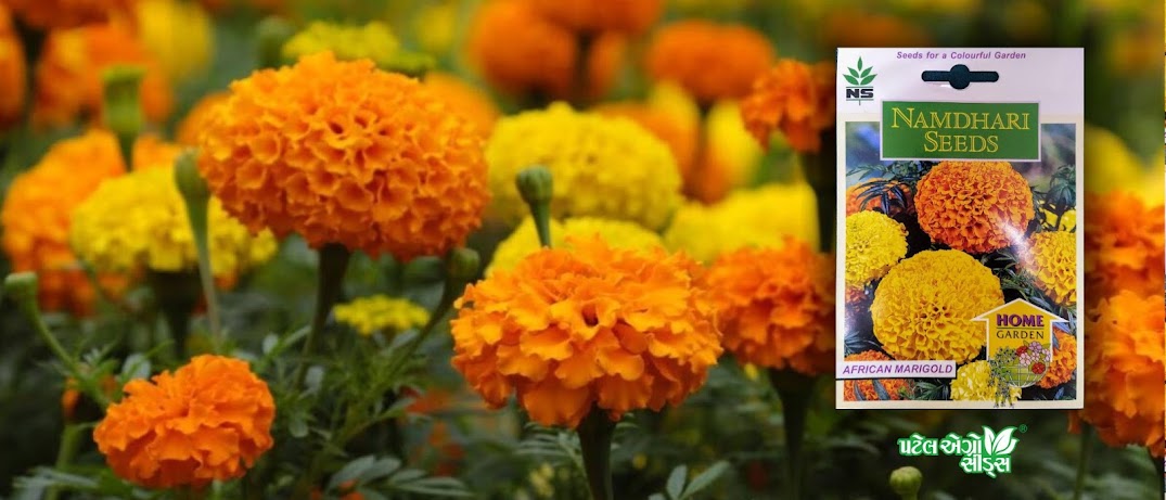 આફ્રિકન મેરીગોલ્ડ - ગલગોટા AFRICAN MARIGOLD