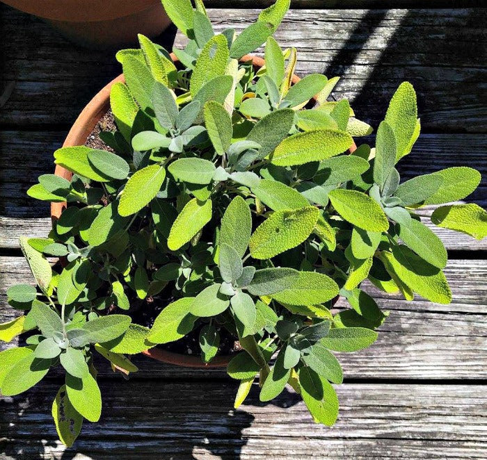 સેજ (SAGE) એક પેરેનિયલ  હર્બ - કિચન ગાર્ડનમાં ઉગાડો