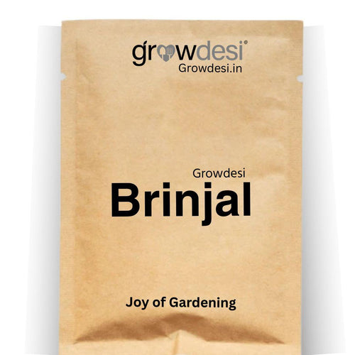 Desi Brinjal Seeds