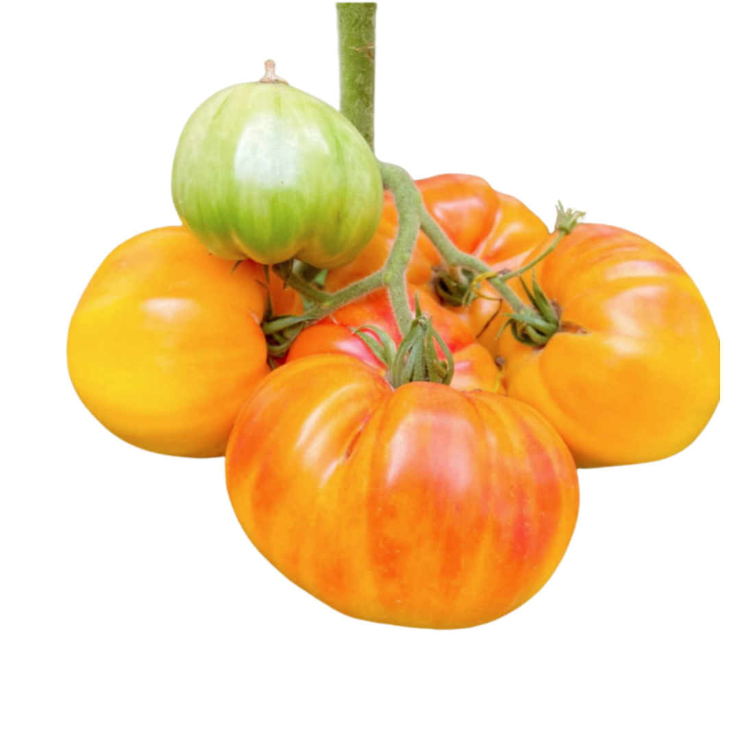 Desi Tomato Seeds