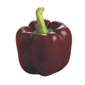Seed - Capsicum - chocklet