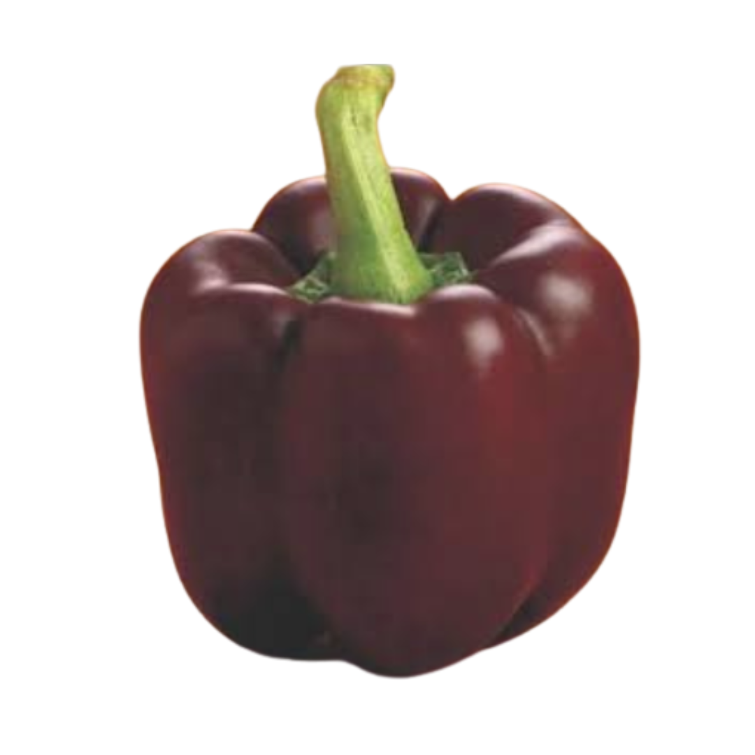 Seed - Capsicum - chocklet