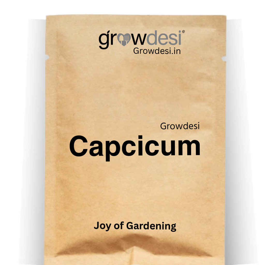 Seed - Capsicum - chocklet