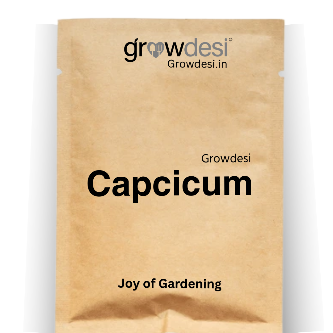 Seed - Capsicum - chocklet