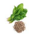Desi Palakh Seeds