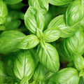 Basil