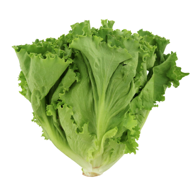 lettus