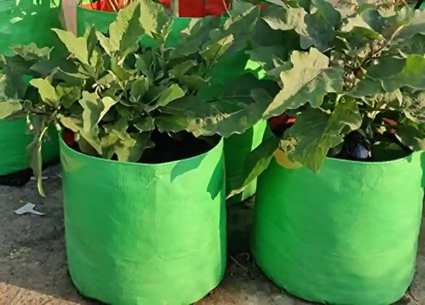 Grow bag